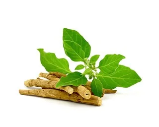 Ashwagandha root and leaves