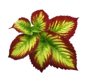 Epimedium leaf